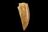 Serrated, Raptor Tooth - Real Dinosaur Tooth #94109-1